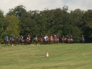 Horses & Racing